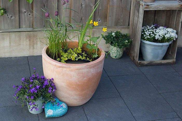 Miniteich im Tontopf